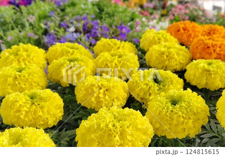 黄色い菊 黄色い菊 124815615