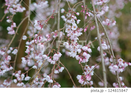 鹿野の弾正糸桜 124815847