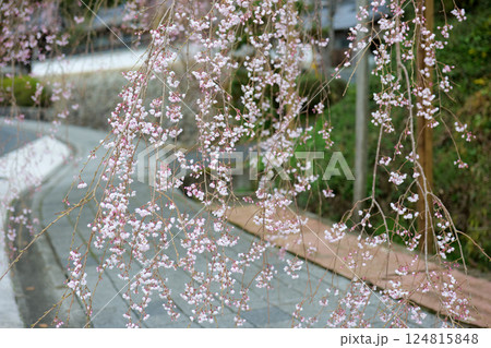 鹿野の弾正糸桜 124815848