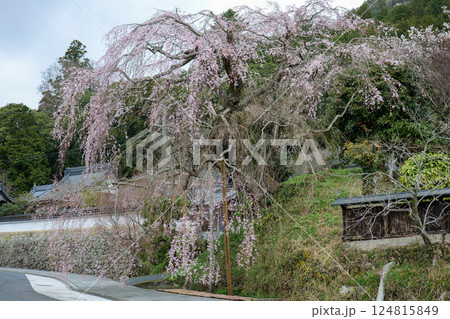 鹿野の弾正糸桜 124815849