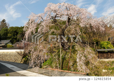 鹿野の弾正糸桜 124815854