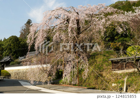 鹿野の弾正糸桜 124815855