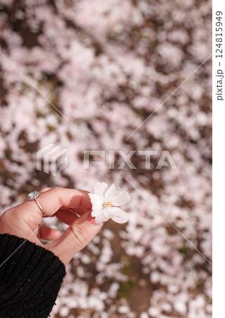 Woman holding cherry blossom close up in prague during springtime 124815949