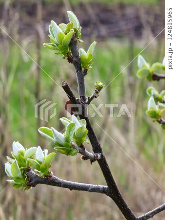 Young spring leaves on a branch. Common quince. Cydonia Oblonga in early spring. Close-up. 124815965