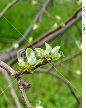 Young spring leaves on branch. Common quince. Cydonia Oblonga in early spring. Close-up. Young spring leaves on branch. Common quince. Cydonia Oblonga in early spring. Close-up. 124815966