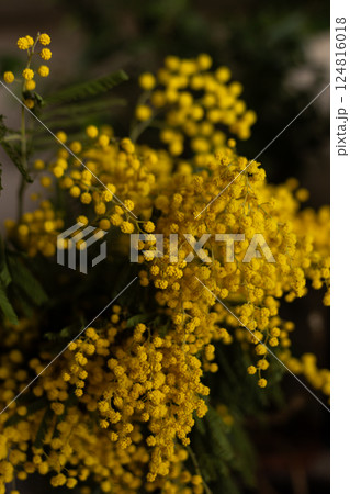 Bright yellow mimosa flowers in full bloom. Soft, fluffy blossoms cover the branches 124816018