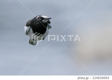波状飛行でこちに飛んで来るセグロセキレイ 124816093