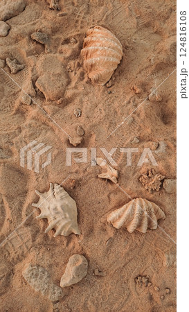 Seashells and corals lying on the beach sand in marsa alam, egypt mobile wallpapper 124816108
