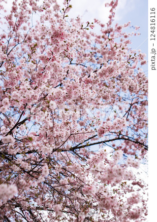 Blooming cherry tree branches in petrin gardens, prague in March 124816116