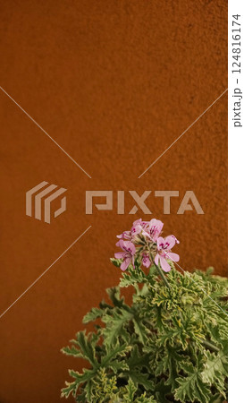Scented geranium blooming near orange wall on balcony in prague, czechia 124816174
