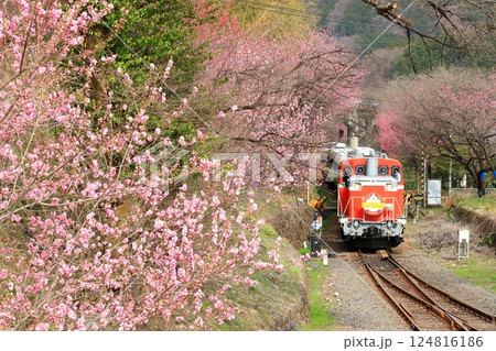わたらせ渓谷鐵道「神戸駅周辺の花桃とトロッコわたらせ渓谷号」 124816186