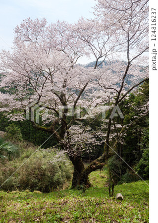 向畑の左近桜 124816237