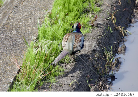 キジ pheasant / Japan キジ pheasant / Japan 124816567