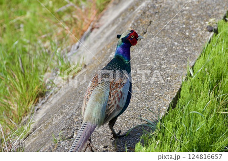 キジ pheasant / Japan キジ pheasant / Japan 124816657
