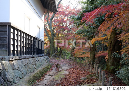 亀井公園の紅葉 亀井公園の紅葉 124816801
