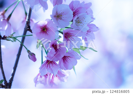 開花したばかりの桜 開花したばかりの桜 124816805