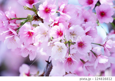 開花したばかりの桜 開花したばかりの桜 124816812