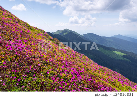 Pink rhododendron flowers in full bloom 124816831