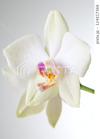 White Orchid closeup 124817368