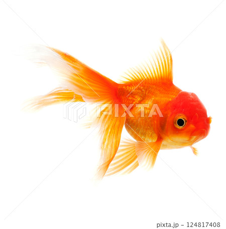 Gold Fish on White Background Gold Fish on White Background 124817408