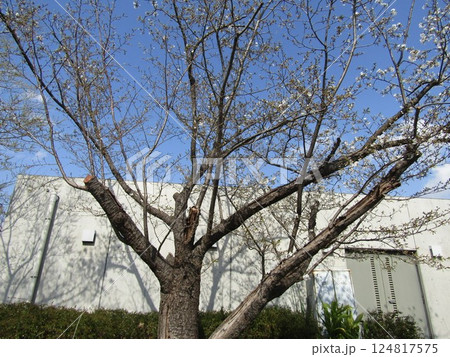 咲き始めたこじま花の会花畑桜並木のサクラ 124817575