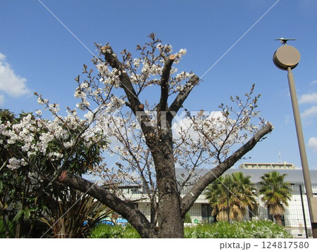 こじま花の会花畑桜並木の八分咲きのサクラ 124817580