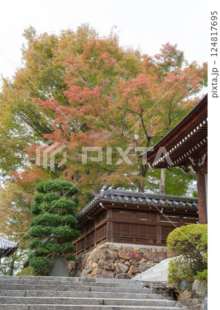 【日本】埼玉県飯能市の能仁寺境内の赤く紅葉したもみじの木々 124817695