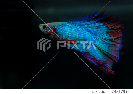 Betta, aqua blue and red color. Siamese fighting fish on dark background. Betta, aqua blue and red color. Siamese fighting fish on dark background. 124817955