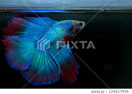 Betta, aqua blue and red color. Siamese fighting fish on dark background. Betta, aqua blue and red color. Siamese fighting fish on dark background. 124817956