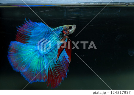 Betta, aqua blue and red color. Siamese fighting fish on dark background. 124817957