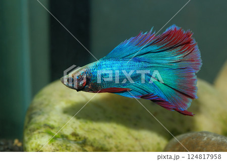 Betta, aqua blue and red color. Siamese fighting fish on dark background. Betta, aqua blue and red color. Siamese fighting fish on dark background. 124817958