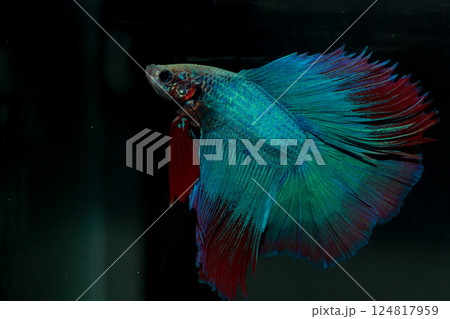 Betta, aqua blue and red color. Siamese fighting fish on dark background. Betta, aqua blue and red color. Siamese fighting fish on dark background. 124817959