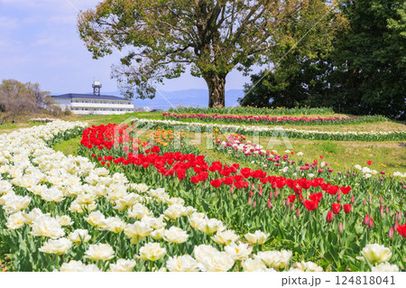 馬見丘陵公園　満開の桜とチューリップ と春の花々 124818041