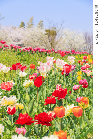 馬見丘陵公園 満開の桜とチューリップ と春の花々 馬見丘陵公園 満開の桜とチューリップ と春の花々 124818049