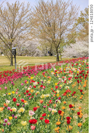 馬見丘陵公園 満開の桜とチューリップ と春の花々 馬見丘陵公園 満開の桜とチューリップ と春の花々 124818050