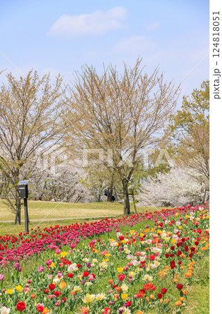 馬見丘陵公園 満開の桜とチューリップ と春の花々 馬見丘陵公園 満開の桜とチューリップ と春の花々 124818051