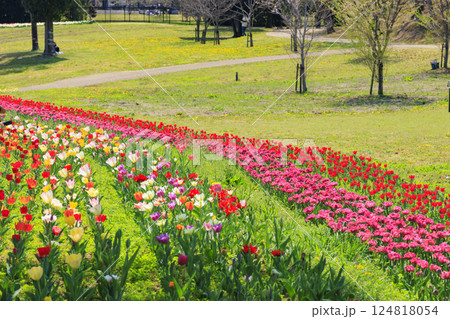 馬見丘陵公園　満開の桜とチューリップ と春の花々 124818054