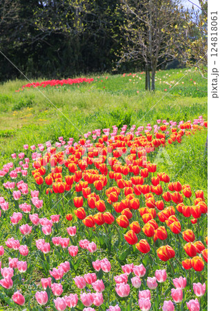 馬見丘陵公園 満開の桜とチューリップ と春の花々 馬見丘陵公園 満開の桜とチューリップ と春の花々 124818061