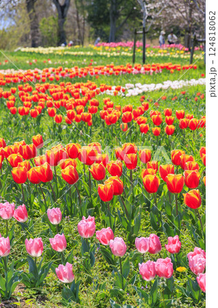 馬見丘陵公園 満開の桜とチューリップ と春の花々 馬見丘陵公園 満開の桜とチューリップ と春の花々 124818062
