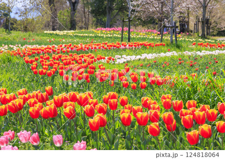 馬見丘陵公園 満開の桜とチューリップ と春の花々 馬見丘陵公園 満開の桜とチューリップ と春の花々 124818064