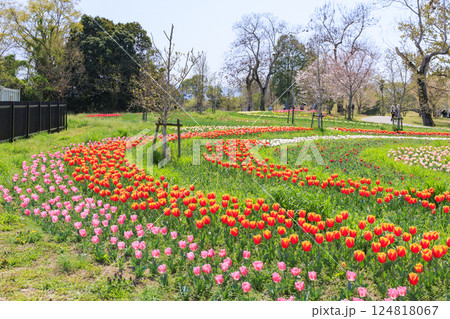 馬見丘陵公園　満開の桜とチューリップ と春の花々 124818067