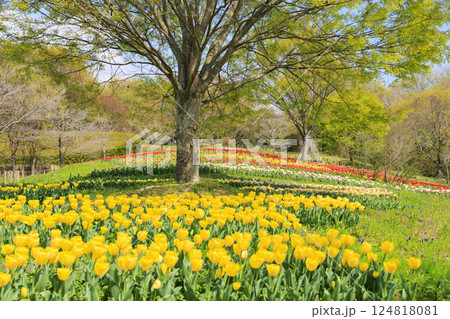 馬見丘陵公園　満開の桜とチューリップ と春の花々 124818081