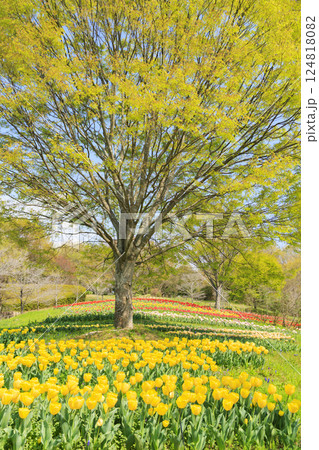 馬見丘陵公園　満開の桜とチューリップ と春の花々 124818082