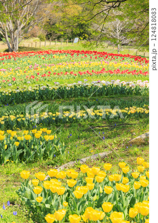 馬見丘陵公園 満開の桜とチューリップ と春の花々 馬見丘陵公園 満開の桜とチューリップ と春の花々 124818083