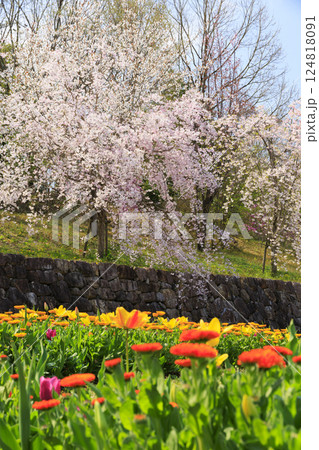 馬見丘陵公園　満開の桜とチューリップ と春の花々 124818091