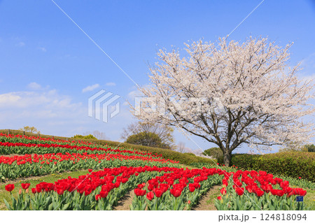 馬見丘陵公園　満開の桜とチューリップ と春の花々 124818094