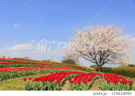 馬見丘陵公園 満開の桜とチューリップ と春の花々 馬見丘陵公園 満開の桜とチューリップ と春の花々 124818095