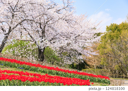 馬見丘陵公園　満開の桜とチューリップ と春の花々 124818100