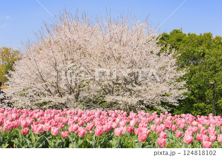 馬見丘陵公園 満開の桜とチューリップ と春の花々 馬見丘陵公園 満開の桜とチューリップ と春の花々 124818102