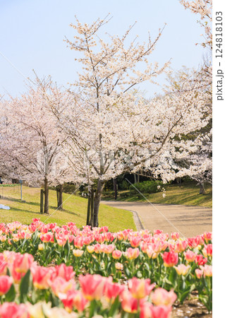 馬見丘陵公園　満開の桜とチューリップ と春の花々 124818103